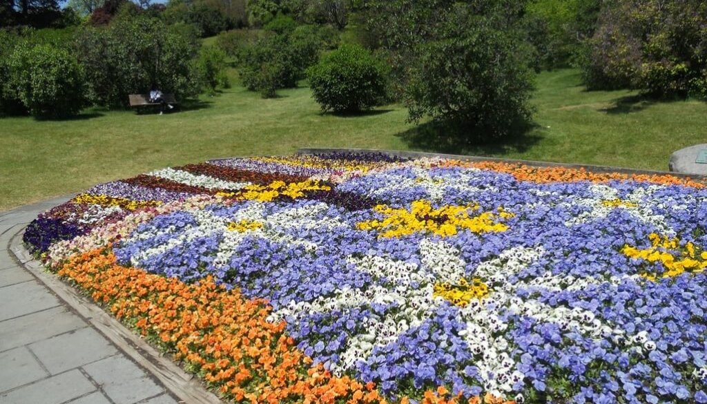 pic2 - Park Pansy bed